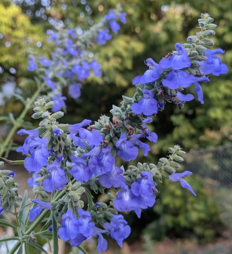 Salvia (Perennial Varieties)