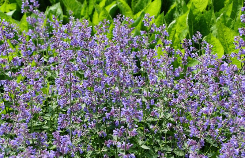 Catmint Bounces Back After A Quick Trim