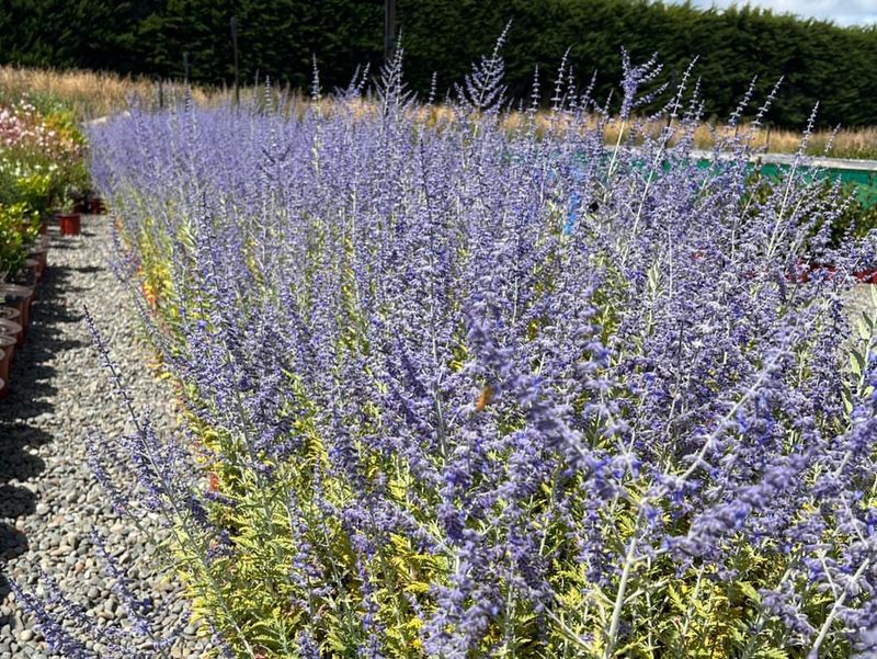 Russian Sage