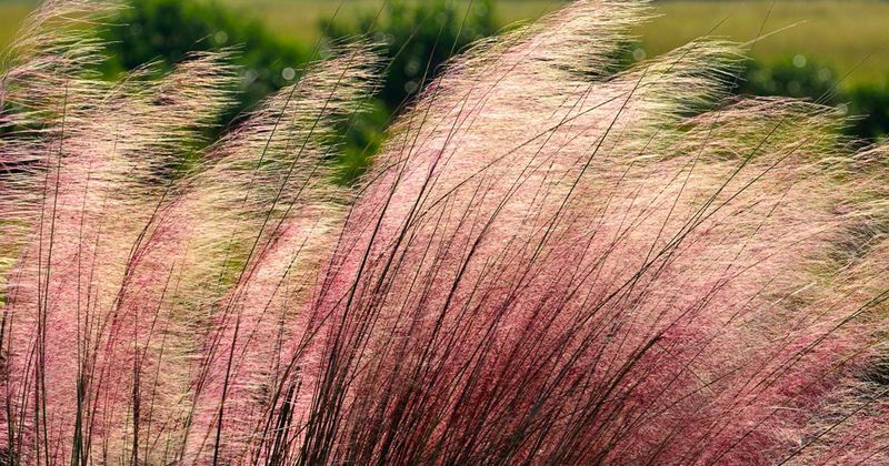 Ornamental Grasses - Gulf Muhly