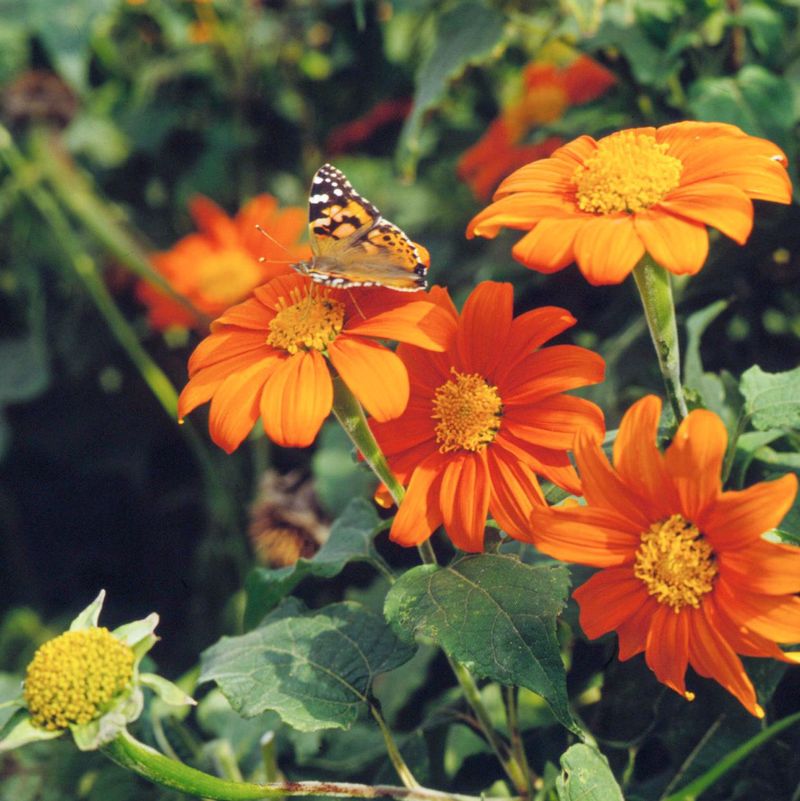 Mexican Sunflower