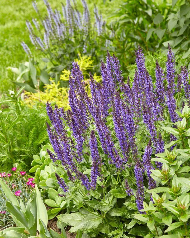 Perennial Salvia Stays Strong In Full Sun And Heat