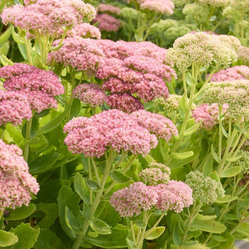Sedum Keeps Color Going Late
