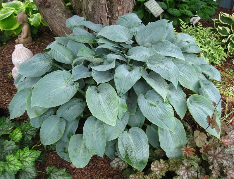 Hosta (Hosta Spp.)