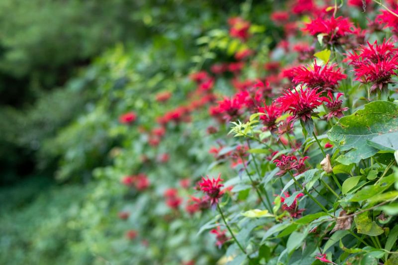Bee Balm (Monarda Didyma)