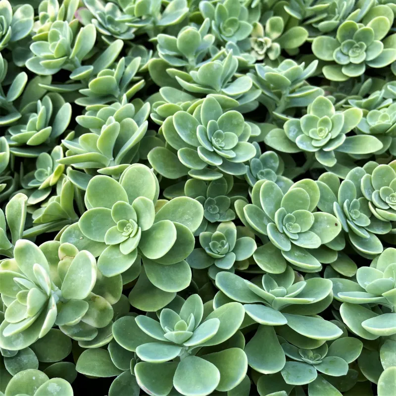 Sedum