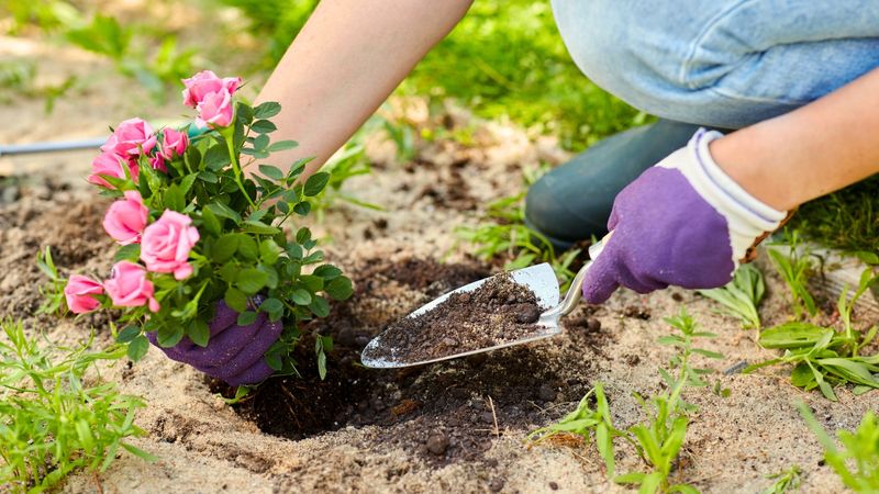 Improve Soil With Organic Matter
