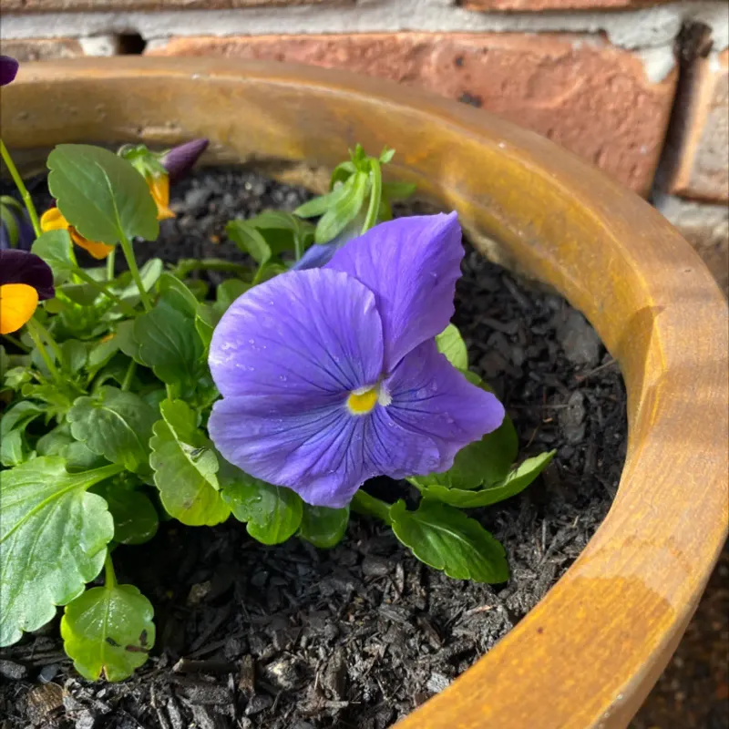 Mulch To Regulate Soil Temperature