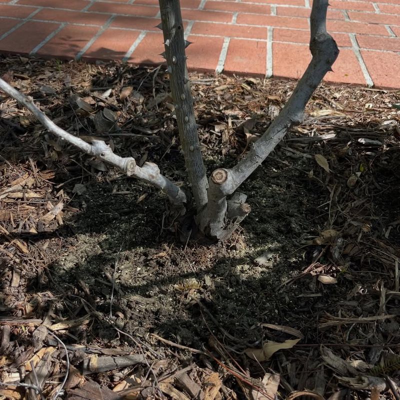 Improve Soil With Organic Matter For Better Growth