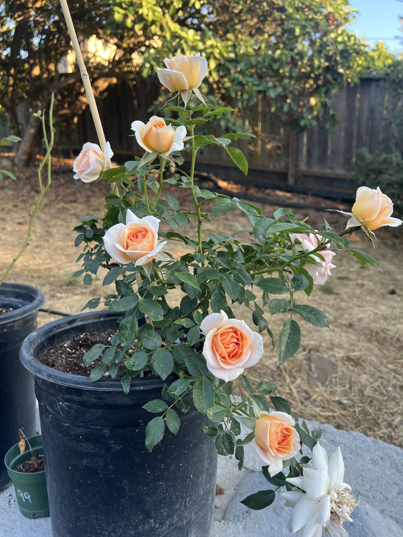 Prune For Better Airflow