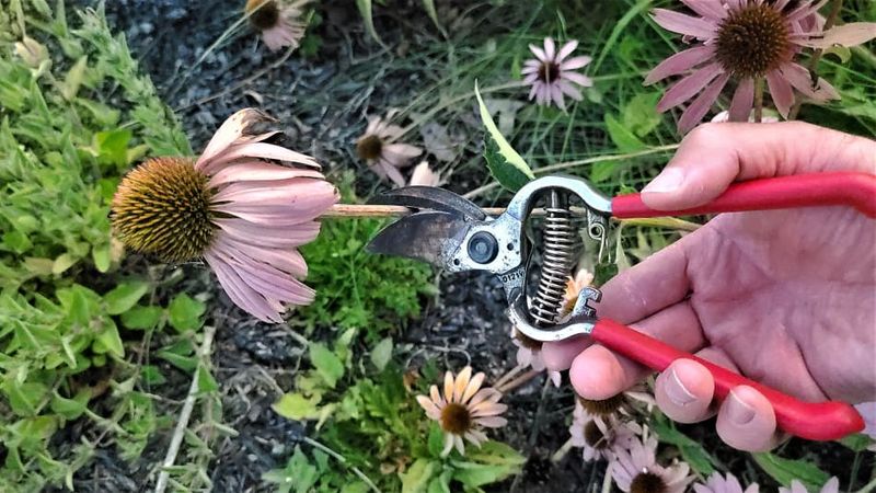 Removing Spent Blooms Prevents Early Seed Formation
