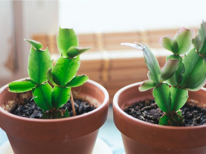 Propagating Your Easter Cactus For More Plants