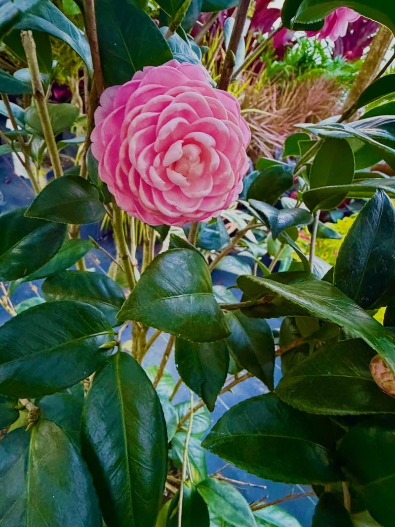 Pink Perfection (Camellia japonica)