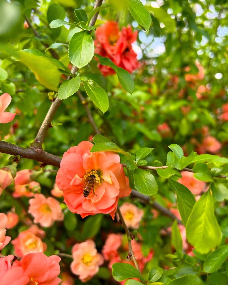 Orange Flowering Quince