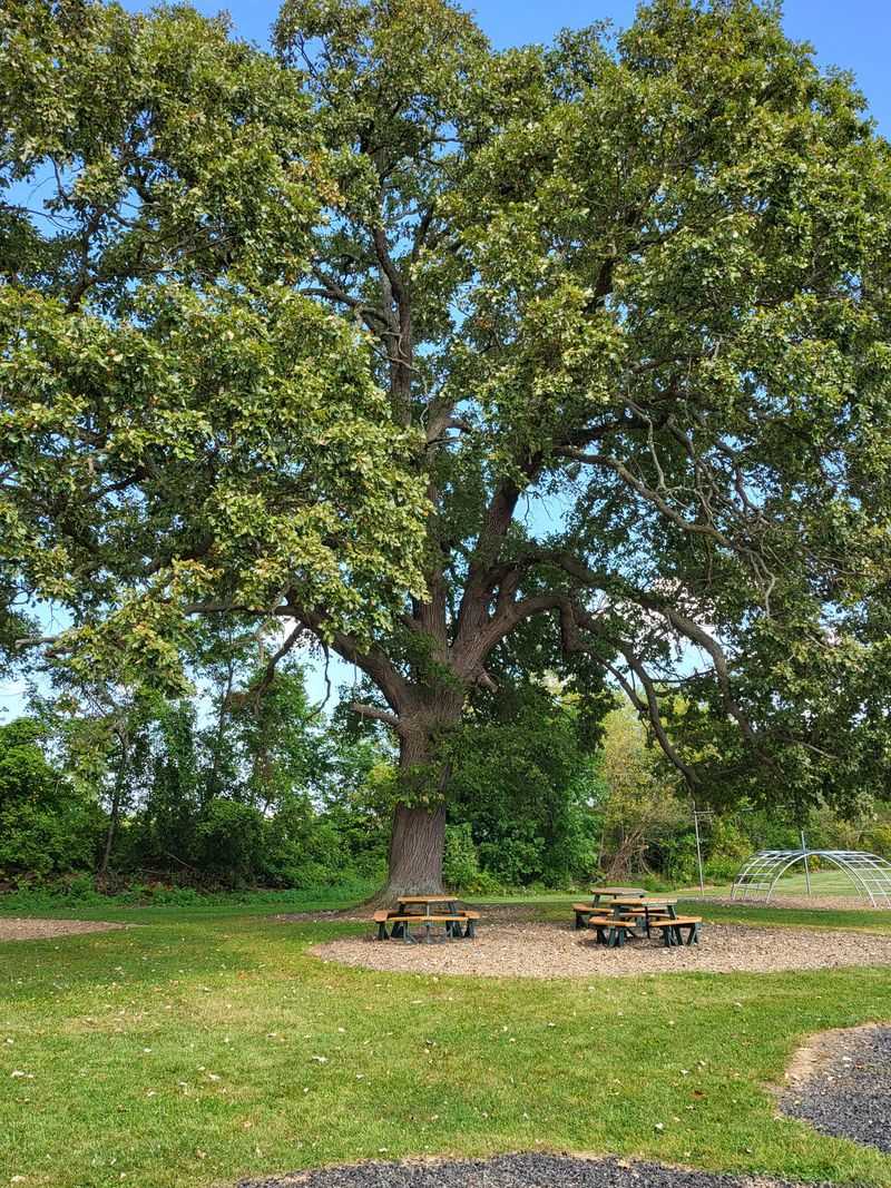 Deciduous Shade Trees Respond Best Before Leaf Out