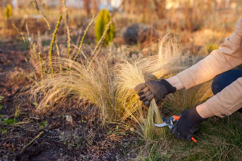 Ornamental Grasses Look Better With A Fresh Cutback