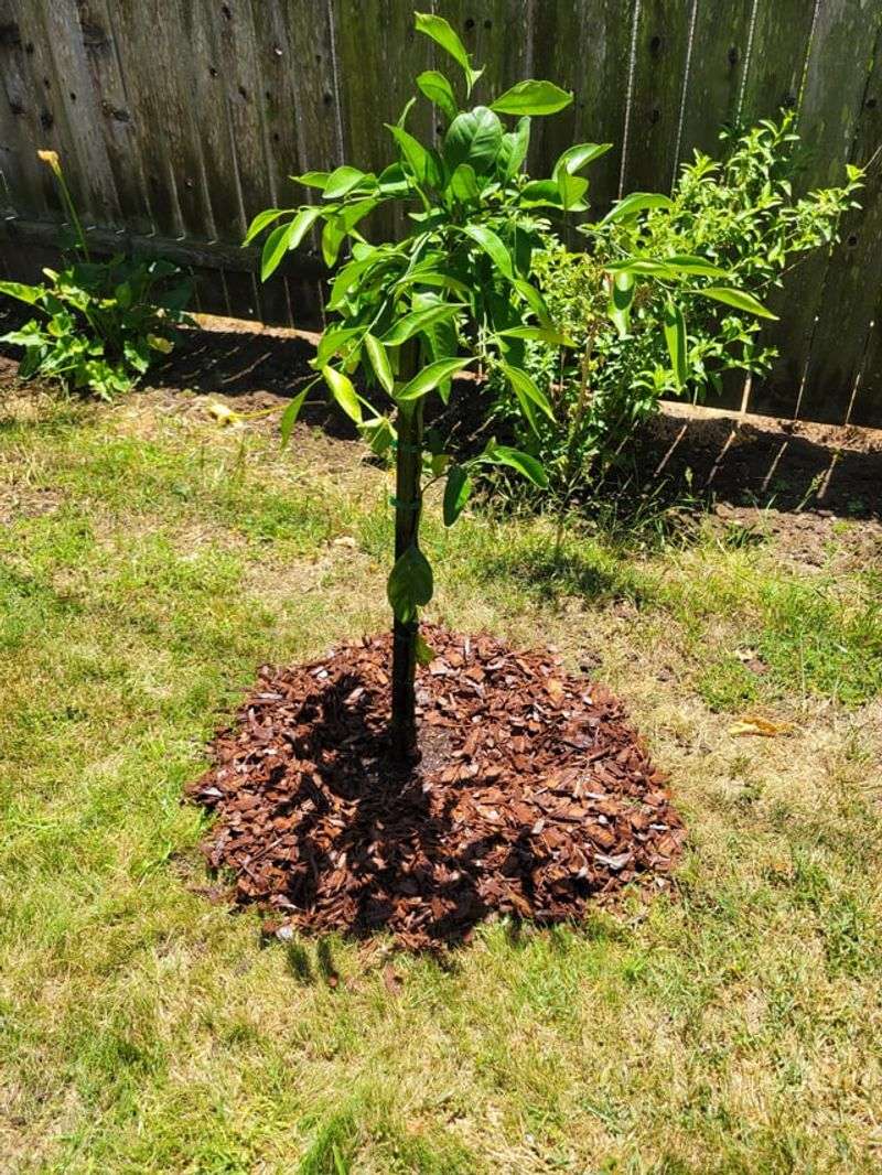 Mulch Keeps Roots Cooler And Moisture More Stable