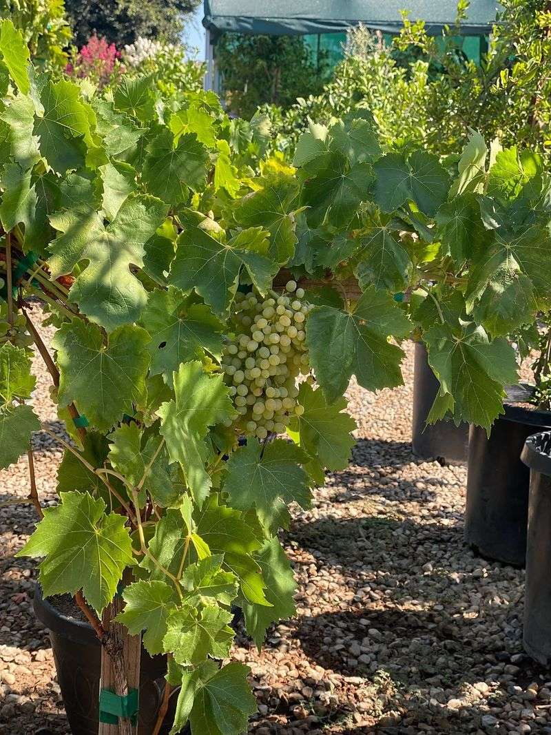 Light Feeding Prevents Excess Leaf Growth During Fruit Set