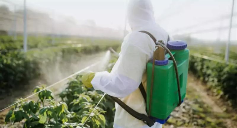 Reactive Pesticide Spraying Instead Of IPM