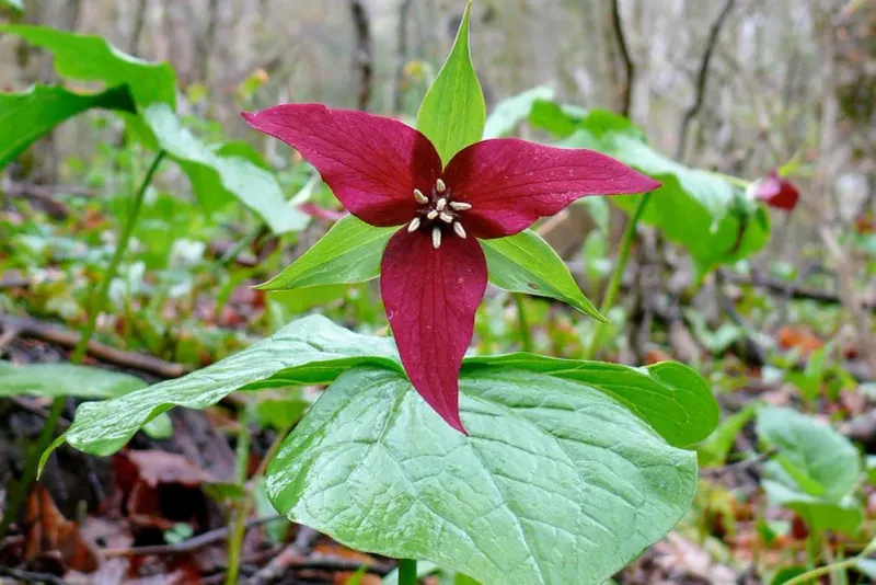 Rich Woodland Soil Supports Strong Red Trillium Growth
