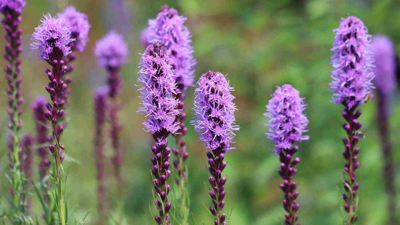 Full Sun Encourages Strong Growth