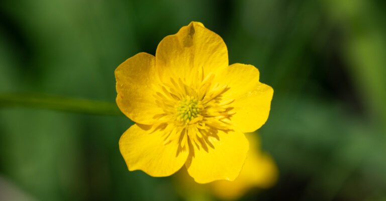 Deep-Rooted Native Flowers That Thrive In Oregon Clay Soil