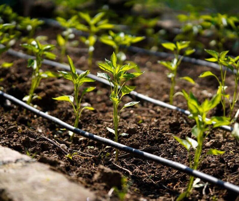 Sandy Texas Soil Can Speed Up Watering Needs