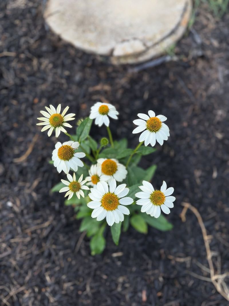 Proper Timing Keeps Soil From Drying Too Fast