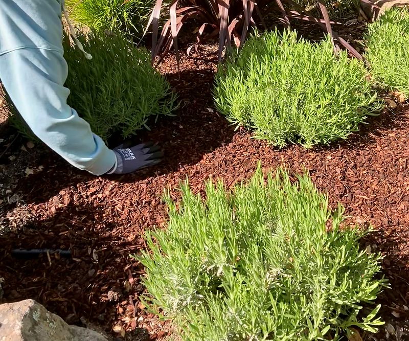 Add Mulch To Lock In Soil Moisture