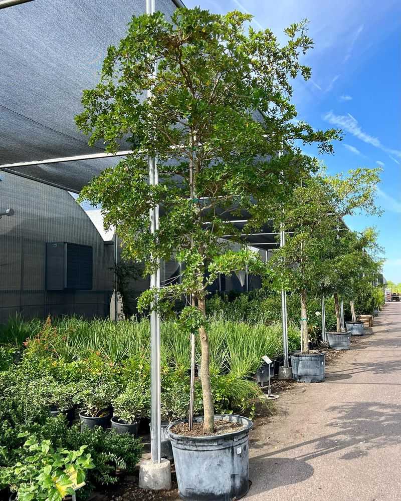 Proper Planting Depth Prevents Early Stress