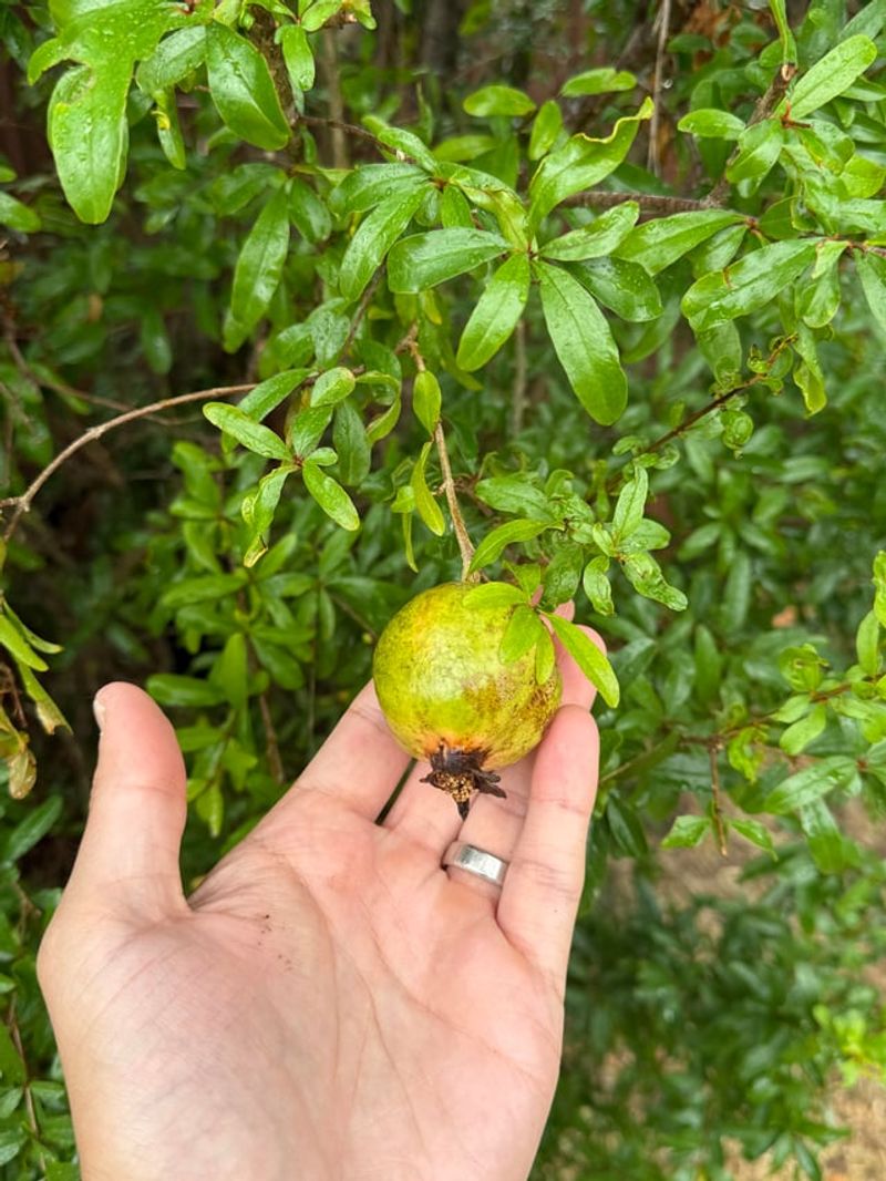 Thinning Excess Fruit Improves Size And Prevents Branch Stress