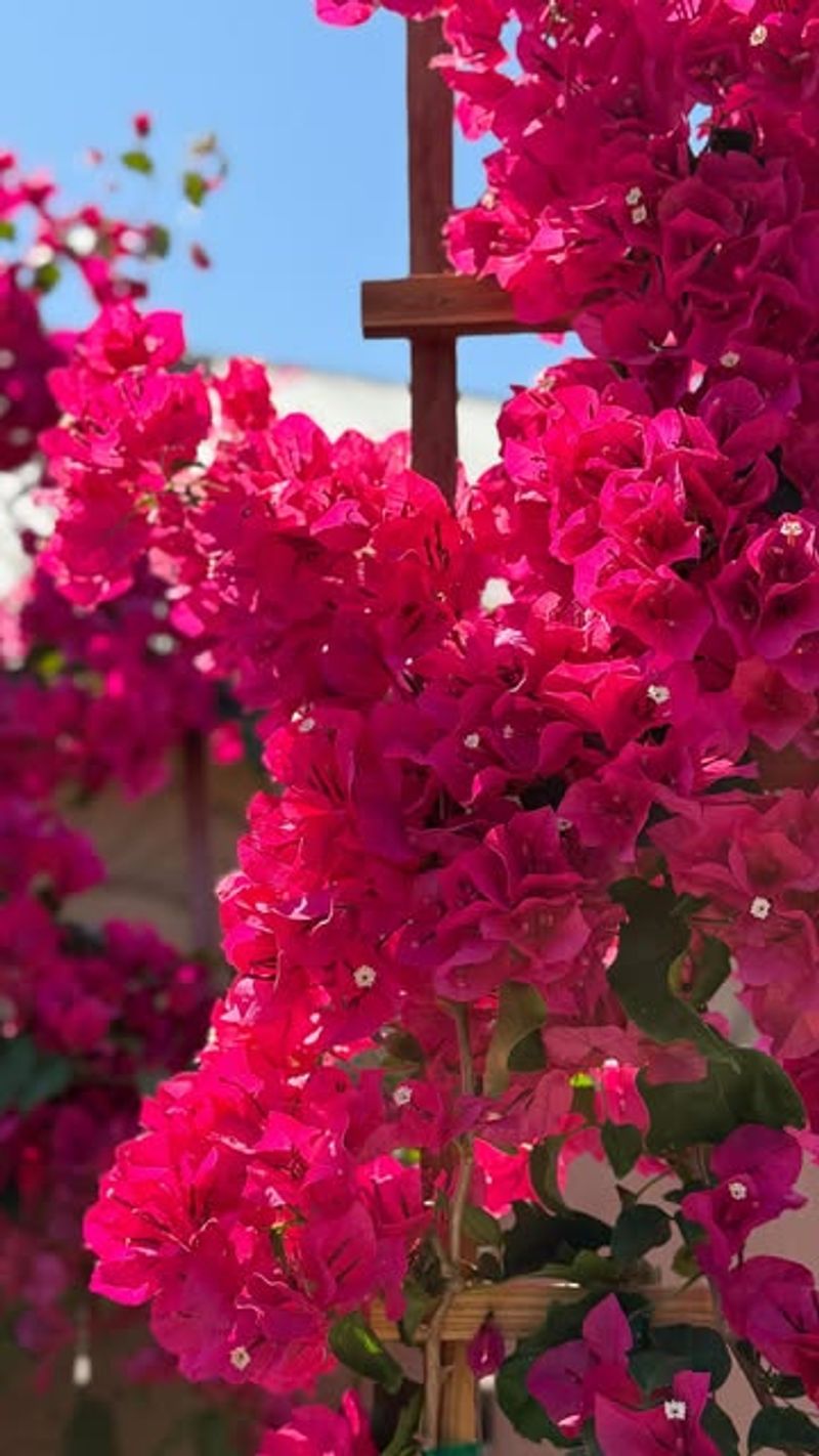 Well Drained Soil Prevents Root Stress In Desert Conditions