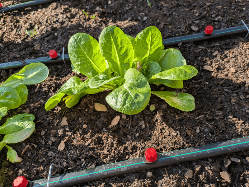 Leafy Greens And Shallow Roots Need Closer Checks