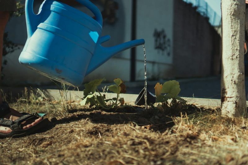 Watering Slowly Allows Soil To Fully Absorb Moisture