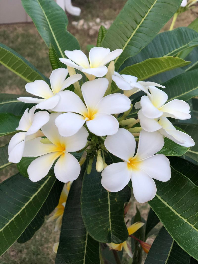 Warm Weather Helps Plumeria Grow Well In Pots