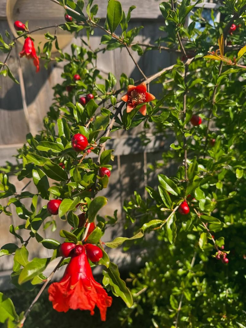 Balanced Feeding Helps Trees Set Fruit More Successfully