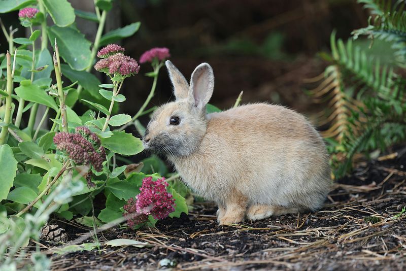 Rabbit Browsing Leaves Clean Angled Cuts On Plants