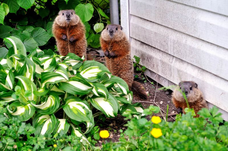 Groundhogs Disturb Beds While Feeding On Nearby Plants