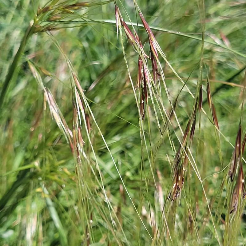 Purple Needlegrass