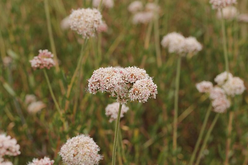 California Buckwheat Supports Pollinators And Dry Gardens