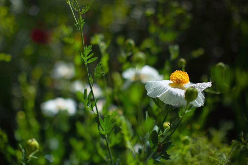 Matilija Poppy Makes A Bold Statement In Dry Ground
