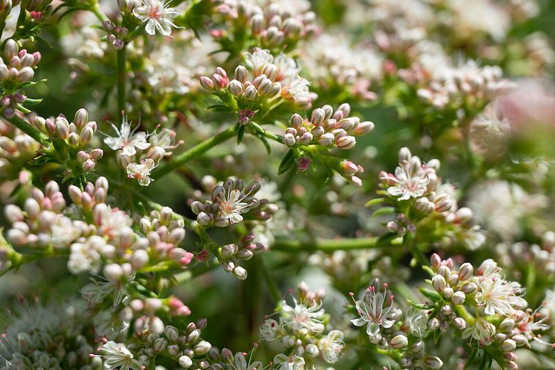 California Buckwheat Thrives In Poor Soil