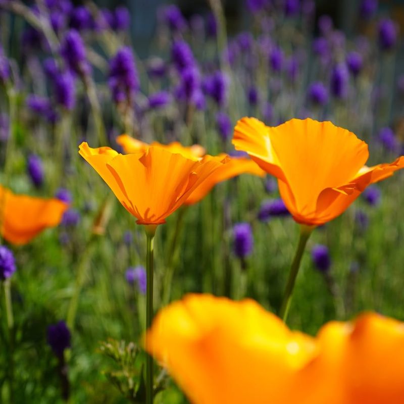 California Poppy Effortless Color All Season