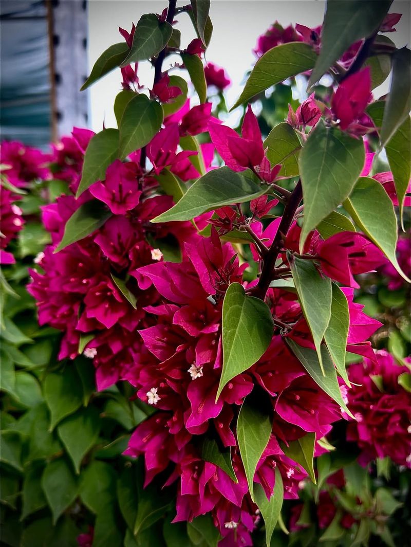Bougainvillea
