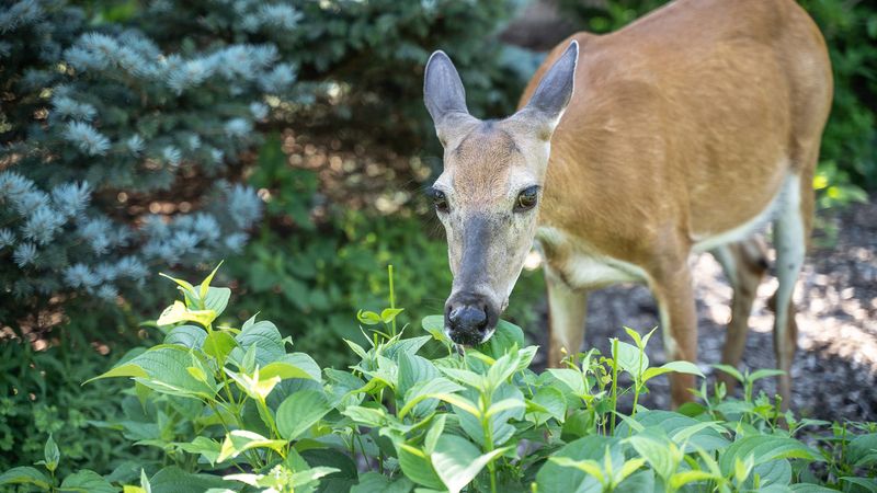 The Garden Plants Michigan Deer Target First In May