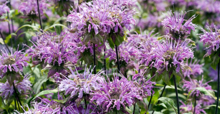 monarda fistulosa