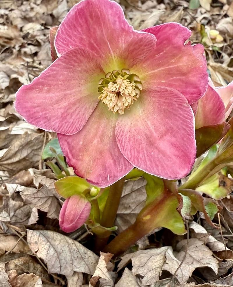 Hellebores (Helleborus Hybridus)