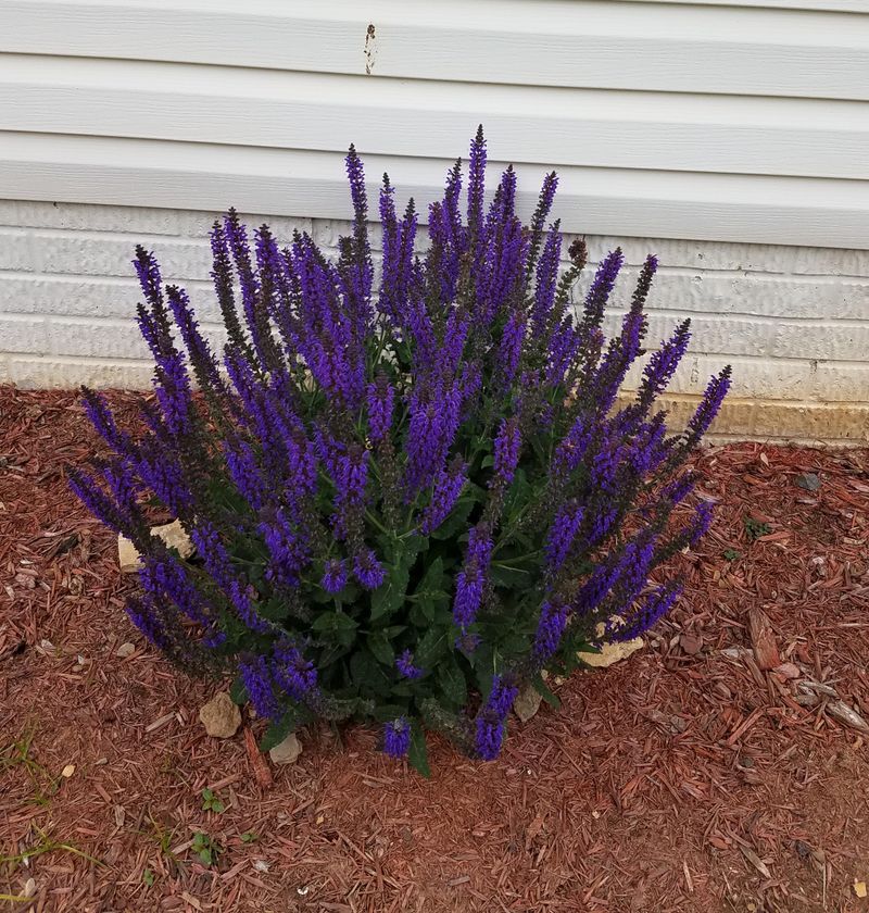 Fragrant Foliage Adds Extra Appeal