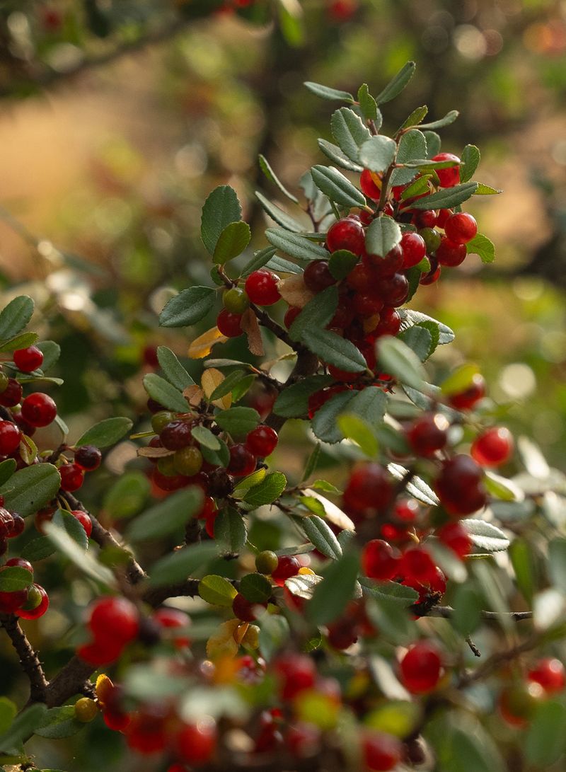 Redberry Offering Berries And Dense Cover
