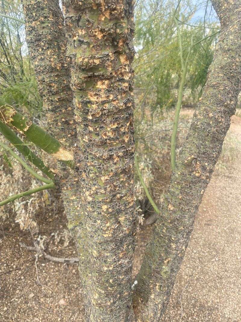 Greater Susceptibility To Pests And Diseases